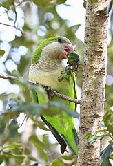 Monk Parakeet